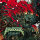 KILLSWITCH ENGAGE - Atonement - CD - Jewel Case
