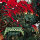 KILLSWITCH ENGAGE - Atonement - CD
