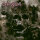 FLESHCRAWL - Soulskinner - Vinyl-LP